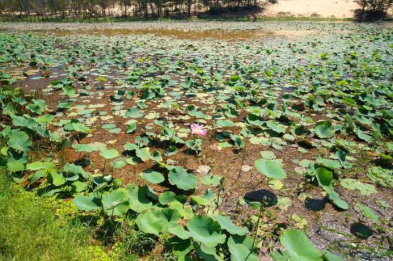 Lotus Lake